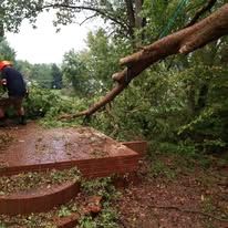 A man is standing next to a fallen tree branch.