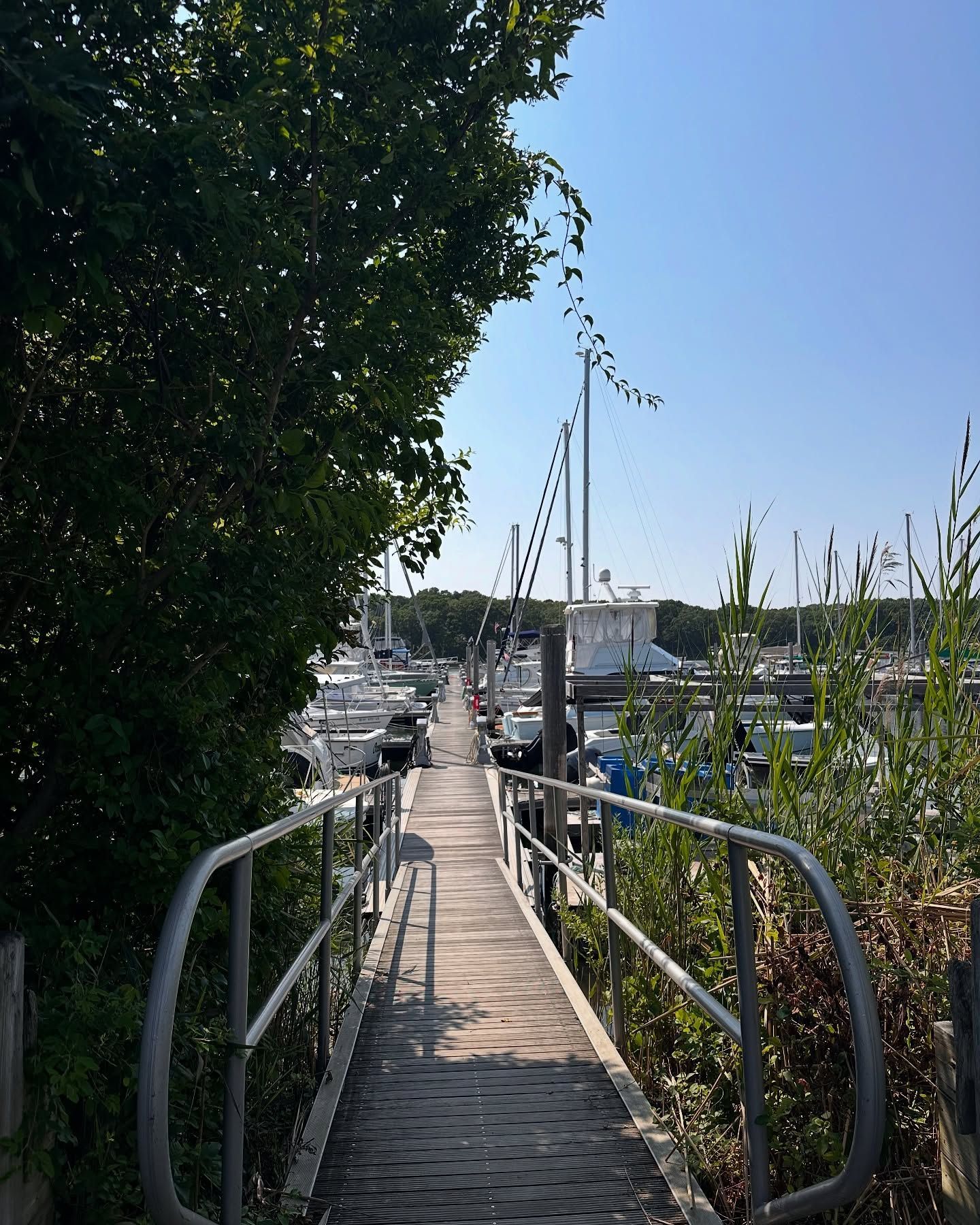 Wooden dock leads to a marina with sailboats under a clear blue sky.