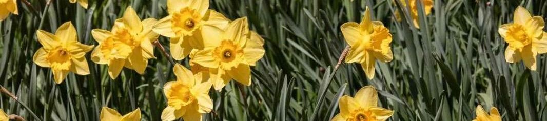 daffodil, yellow flower, local flower, spring flower, farm