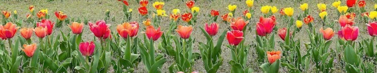 tulip, spring flowers, tulip farm, local flowers, red flower, yellow flower. 