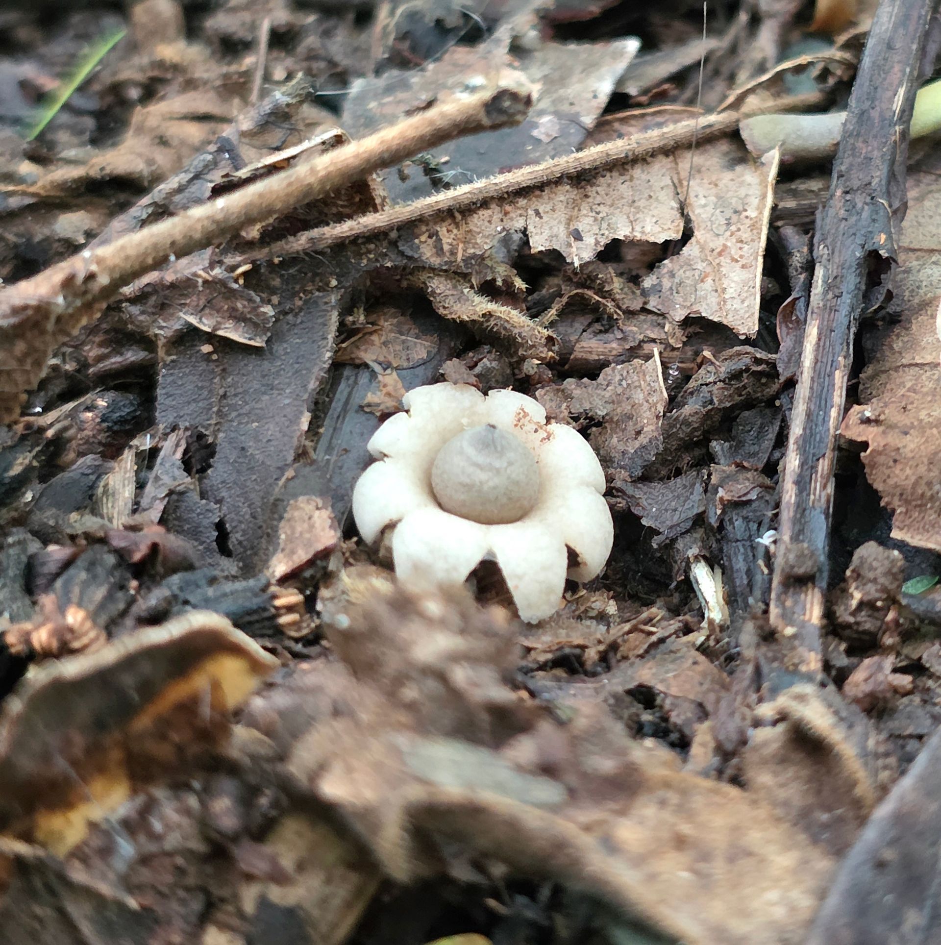 Earth Star Mushroom