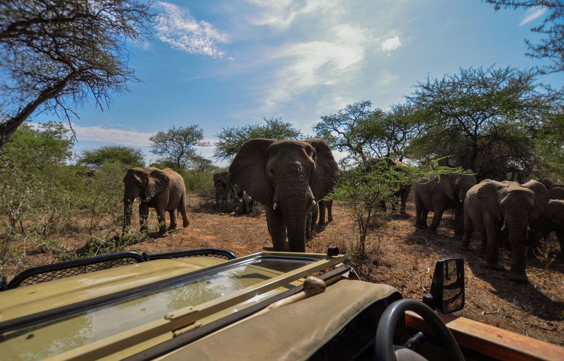 Nightjar | FGASA Exam Preparation