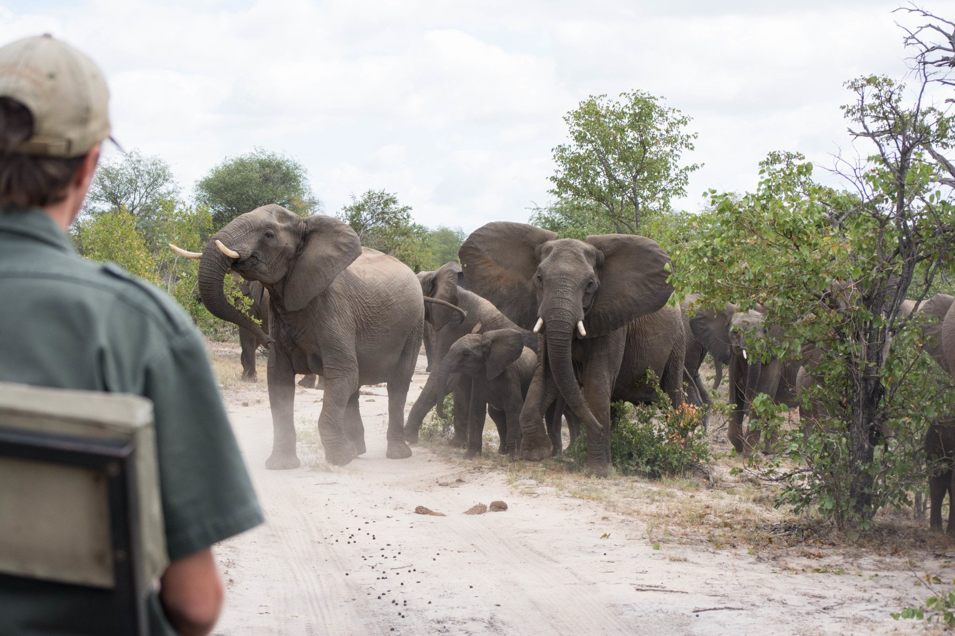 Protective Elephant Herd