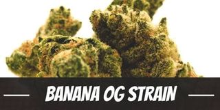 Banana O.G Herbalist medical cannabis