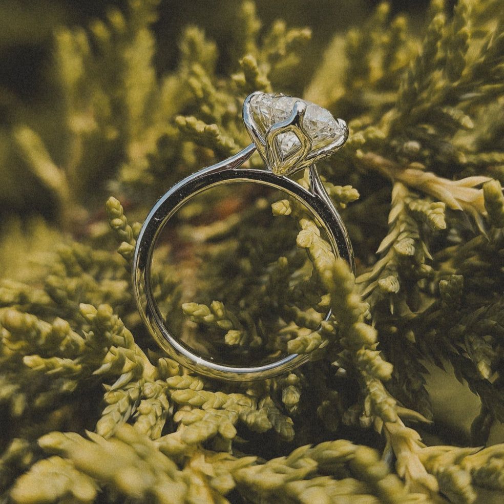 A silver engagement ring with a single sparkling stone rests nestled among green pine or cedar needles.