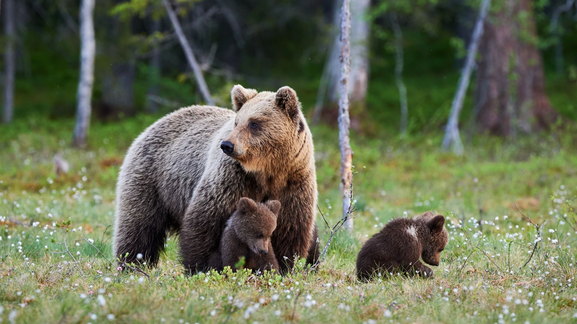 Brown bear and two cubs in a grassy field, trees in the background.