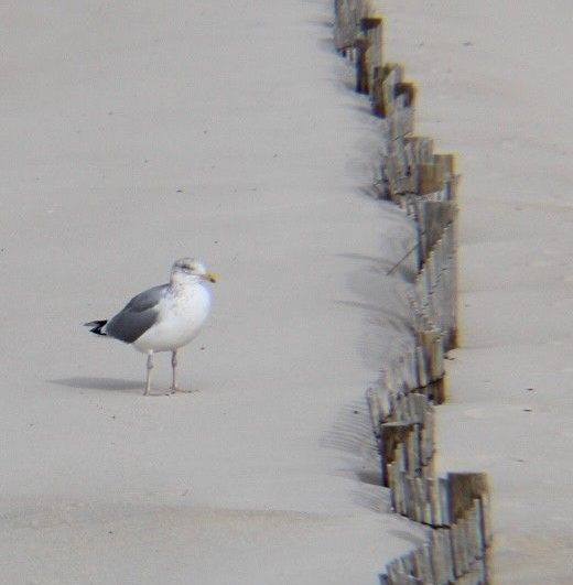 A stone wall with a tree on it