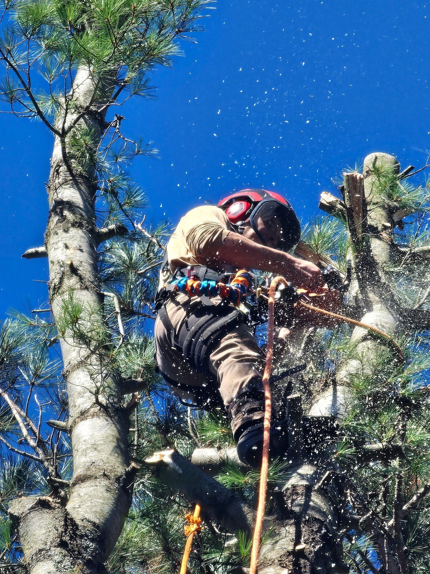 Person rock climbing on a cliff with safety gear, framed by tall trees against a bright blue sky
