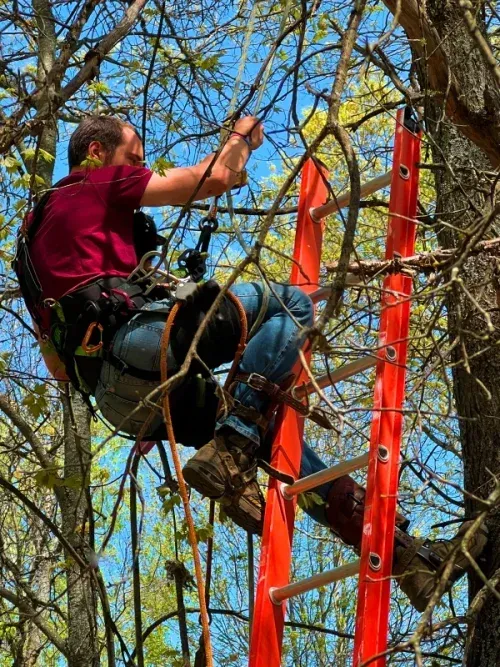 Person climbing a tree in a harness beside a red ladder in a wooded area