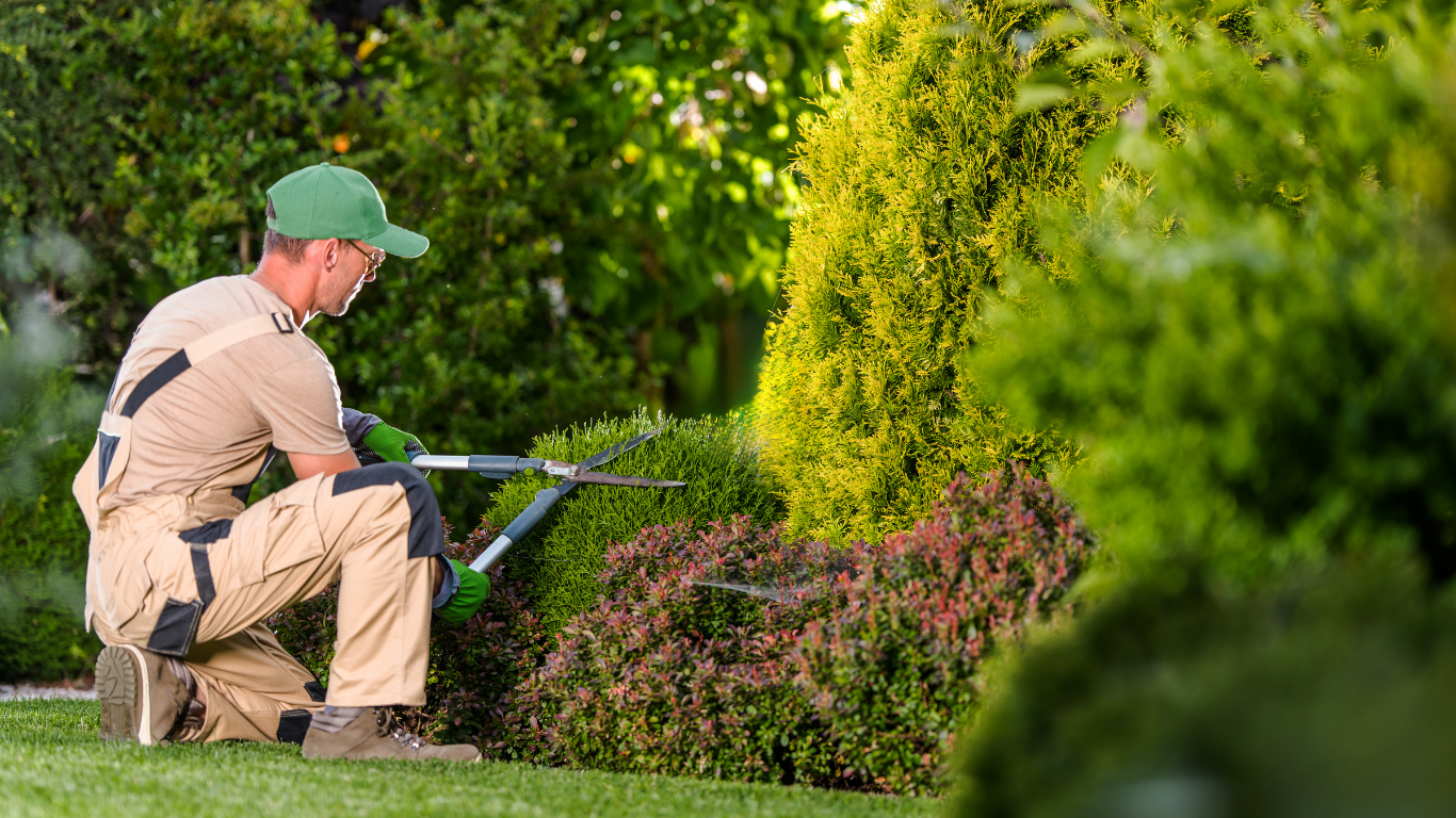 Gardener kneeling, trimming bushes with shears in a green, sunny garden.