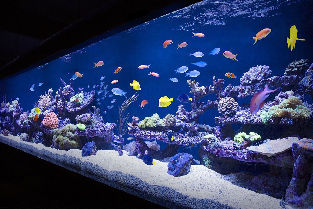 Aquarium design