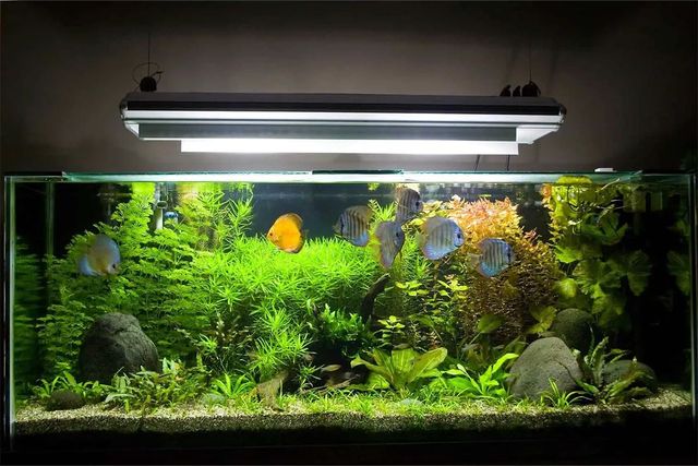 Natural aquarium hotsell