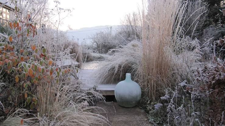 backyard landscape