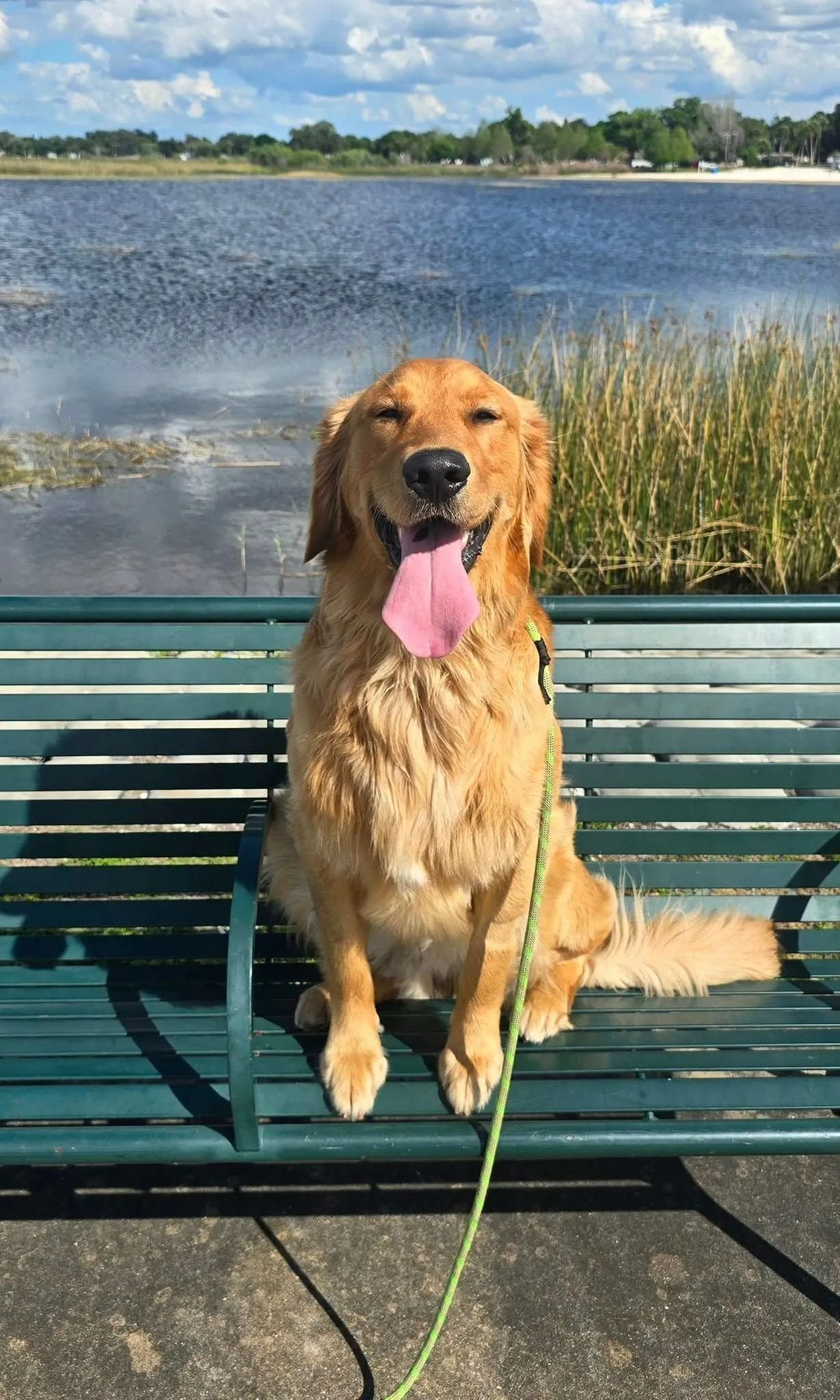 A dog is sitting on a park bench next to a lake.