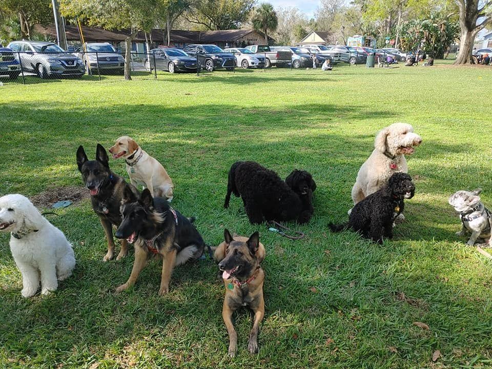 A group of dogs are sitting in the grass in a park.