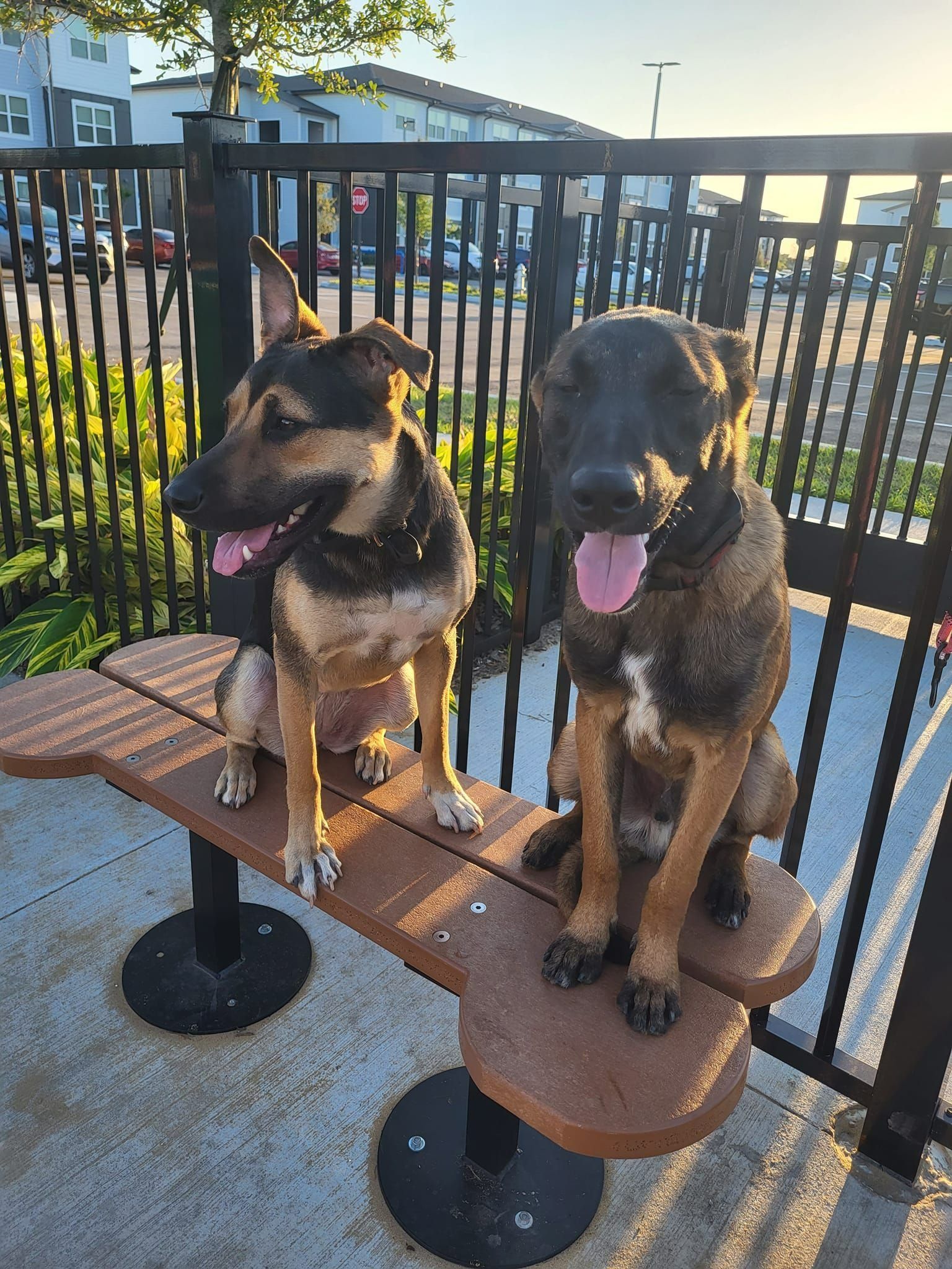 Two dogs are sitting on a wooden bench in front of a fence.