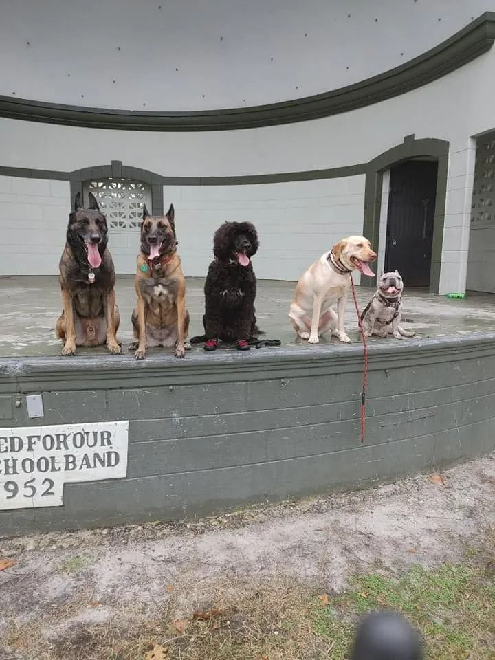 Four dogs are sitting on a stage in front of a sign that says school band 1952