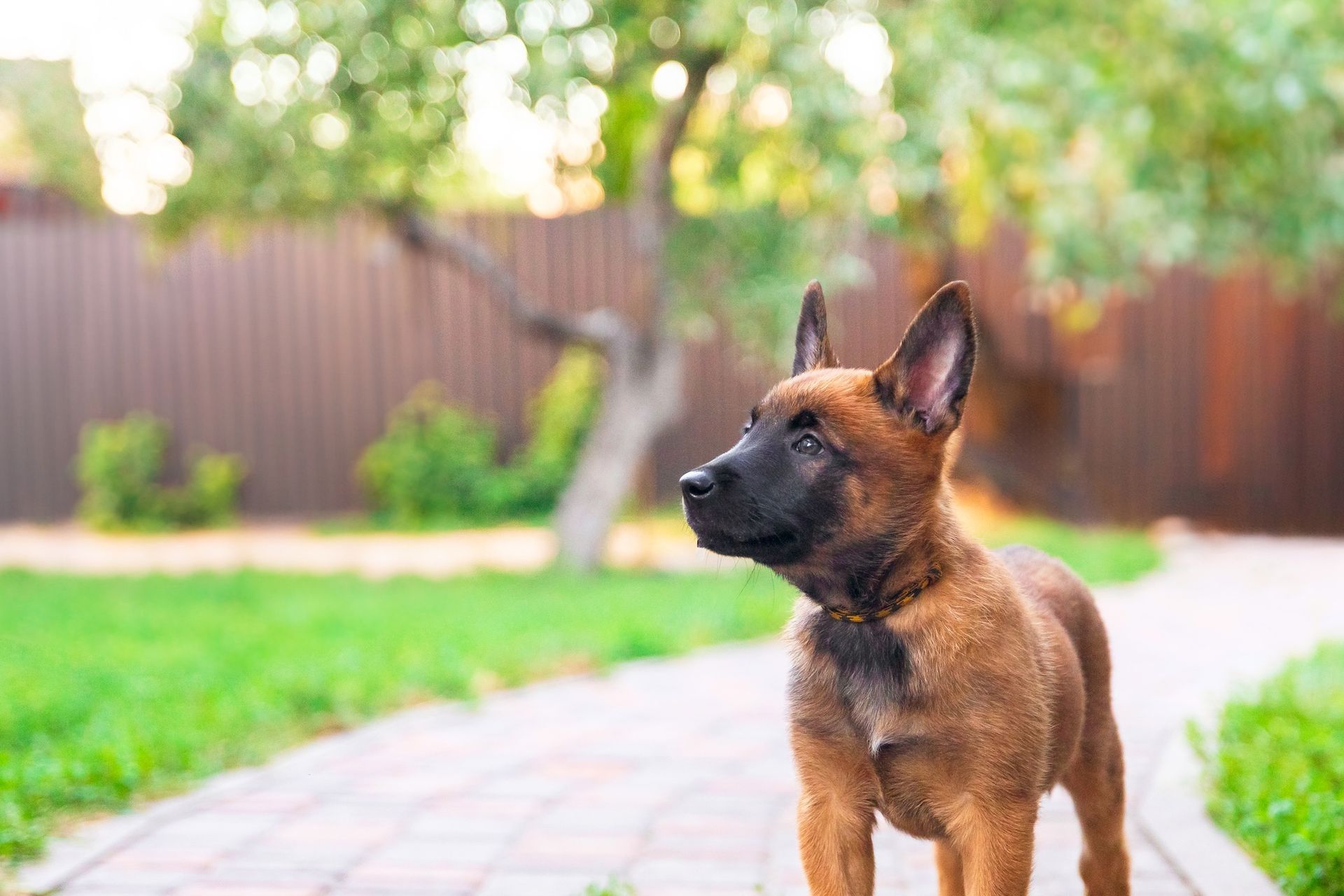 Best Fencing Solutions for Keeping Pets Safe