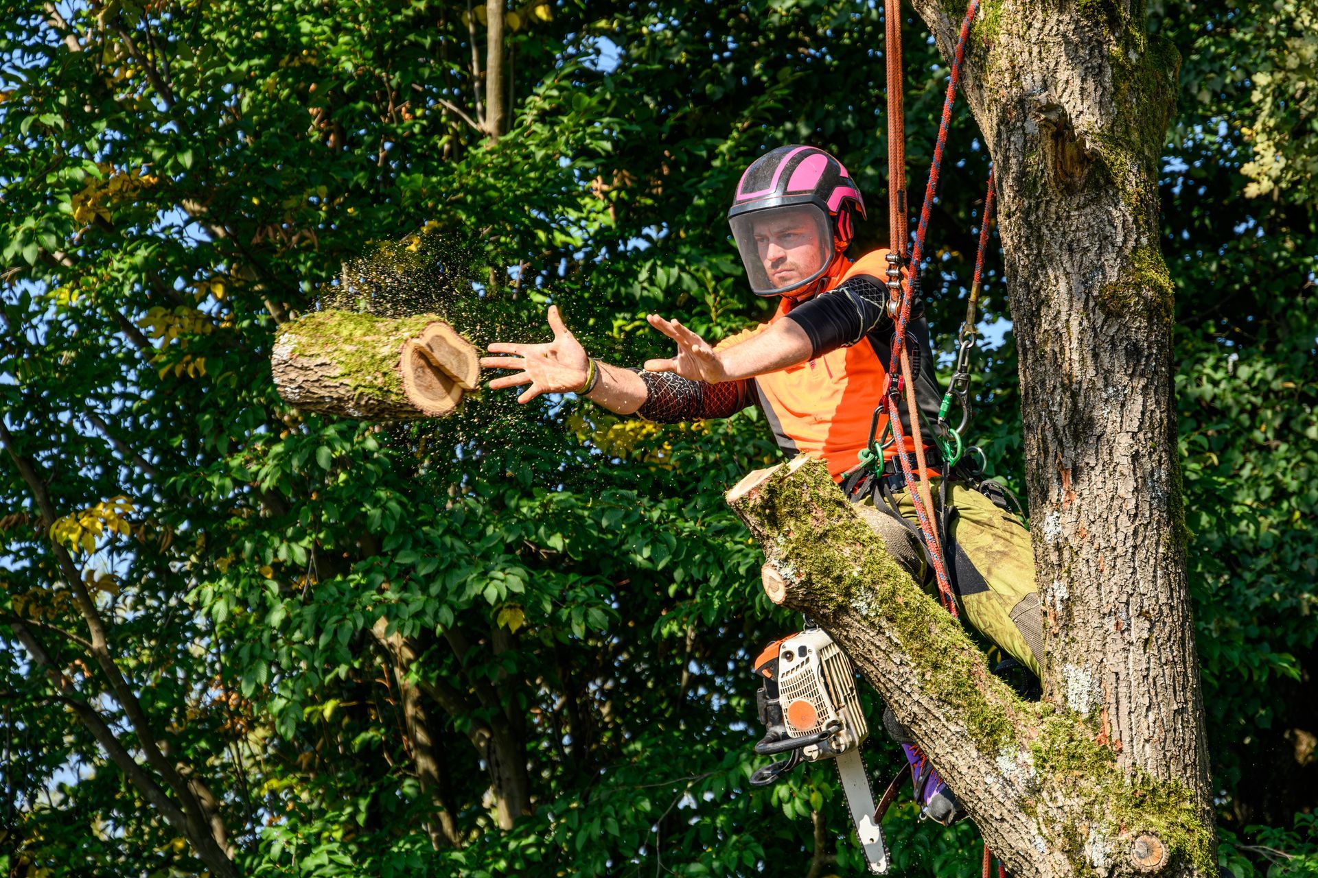 A professional logger is removing an oak tree branch. A professional logger is removing an oak tree branch.