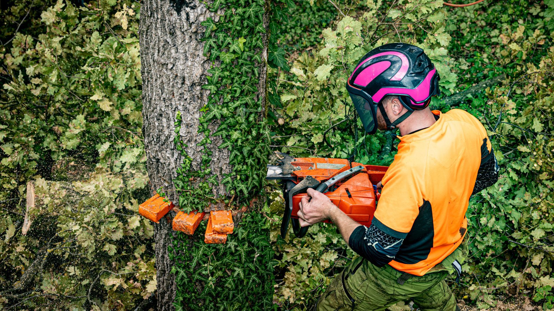 Expert logger felling an oak tree with a chainsaw.