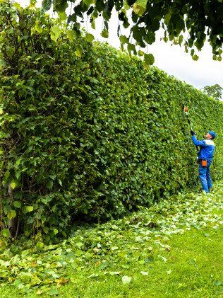 Trimming — Newark, DE — C & R Tree Service