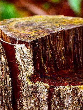 Stump Grinding — Newark, DE — C & R Tree Service