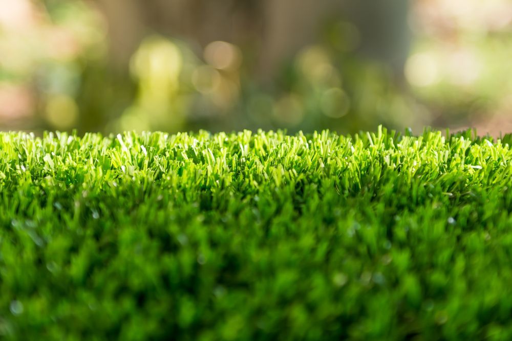 A Close Up of a Lush Green Field of Grass With a Blurry Background — Ballina Turf Farm in Wardell, NSW
