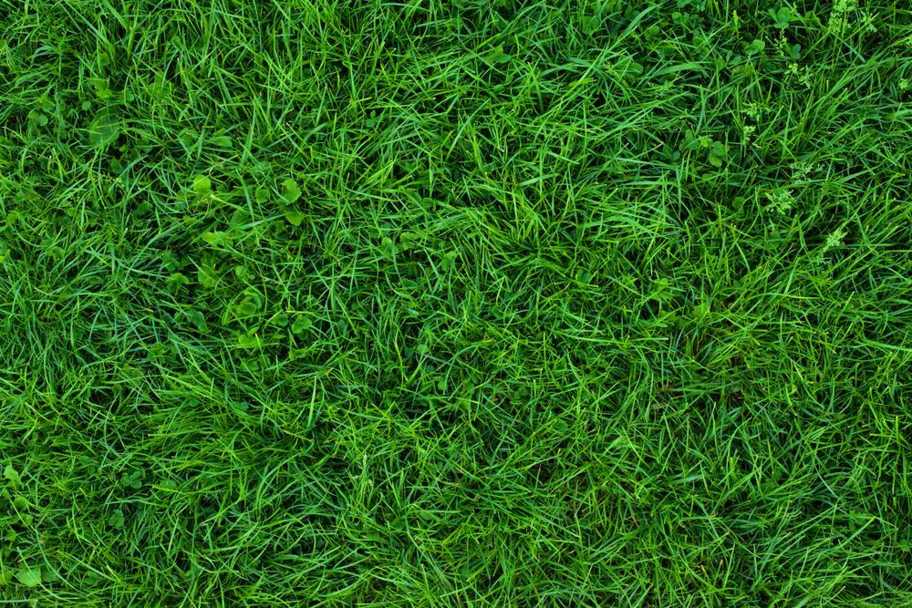 A Close Up of a Lush Green Field of Grass — Ballina Turf Farm in Wardell, NSW