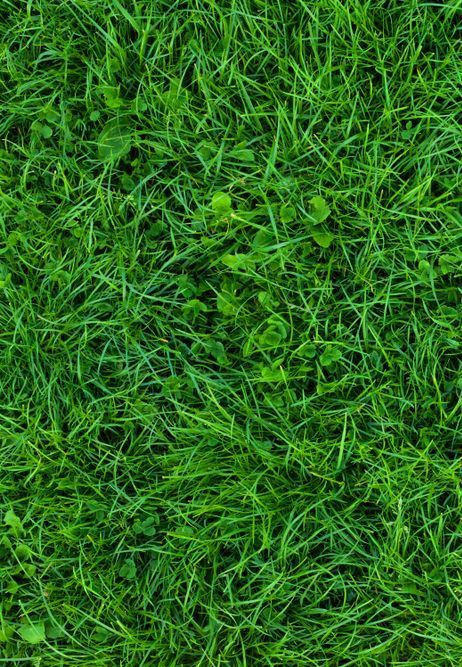 A Close Up of a Lush Green Field of Grass — Ballina Turf Farm in Wardell, NSW
