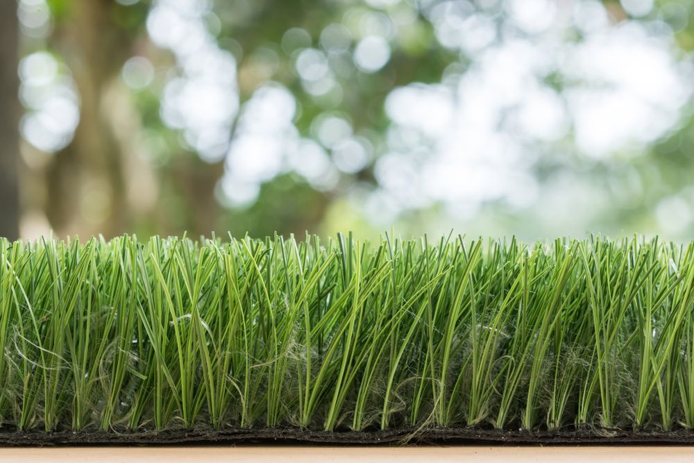 A Close Up of a Piece of Grass With Trees in the Background — Ballina Turf Farm in Wardell, NSW