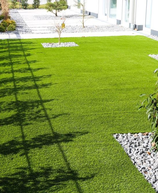 A Lush Green Lawn With a Tree in the Middle of It — Ballina Turf Farm in Mullumbimby, NSW