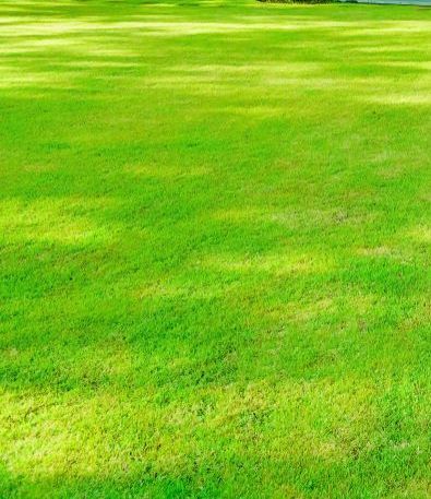 A Lush Green Field of Grass With a Shadow of a Tree on It — Ballina Turf Farm in Evans Head, NSW