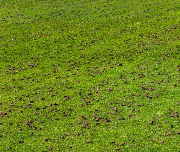 A Field of Green Grass With a Lot of Brown Spots on It — Ballina Turf Farm in Wardell, NSW