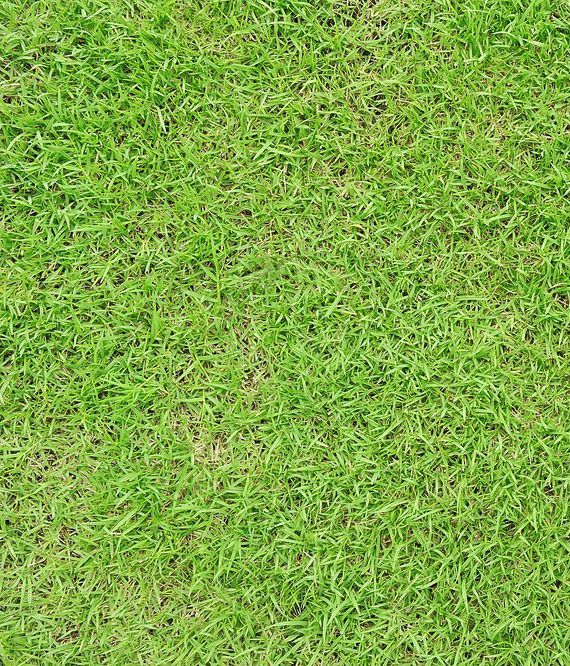 A Close Up of a Lush Green Field of Grass — Ballina Turf Farm in Ocean Shores, NSW