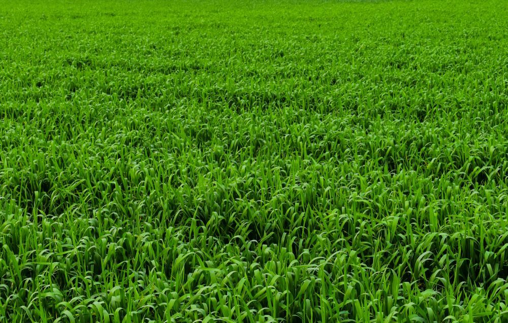 A Vast, Vibrant Green Field of Young Densely Planted Wheat or Grass Crops — Ballina Turf Farm in Pottsville, NSW