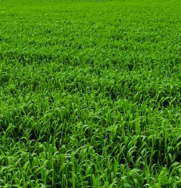 A Field of Green Grass With a Lot of Plants in It — Ballina Turf Farm in Wardell, NSW