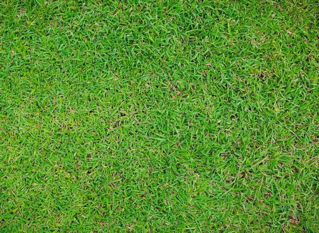 A Close Up of a Lush Green Field of Grass — Ballina Turf Farm in Mullumbimby, NSW