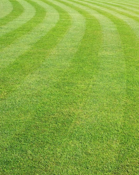 A Close Up of a Lush Green Lawn With a Striped Pattern — Ballina Turf Farm in Lismore, NSW