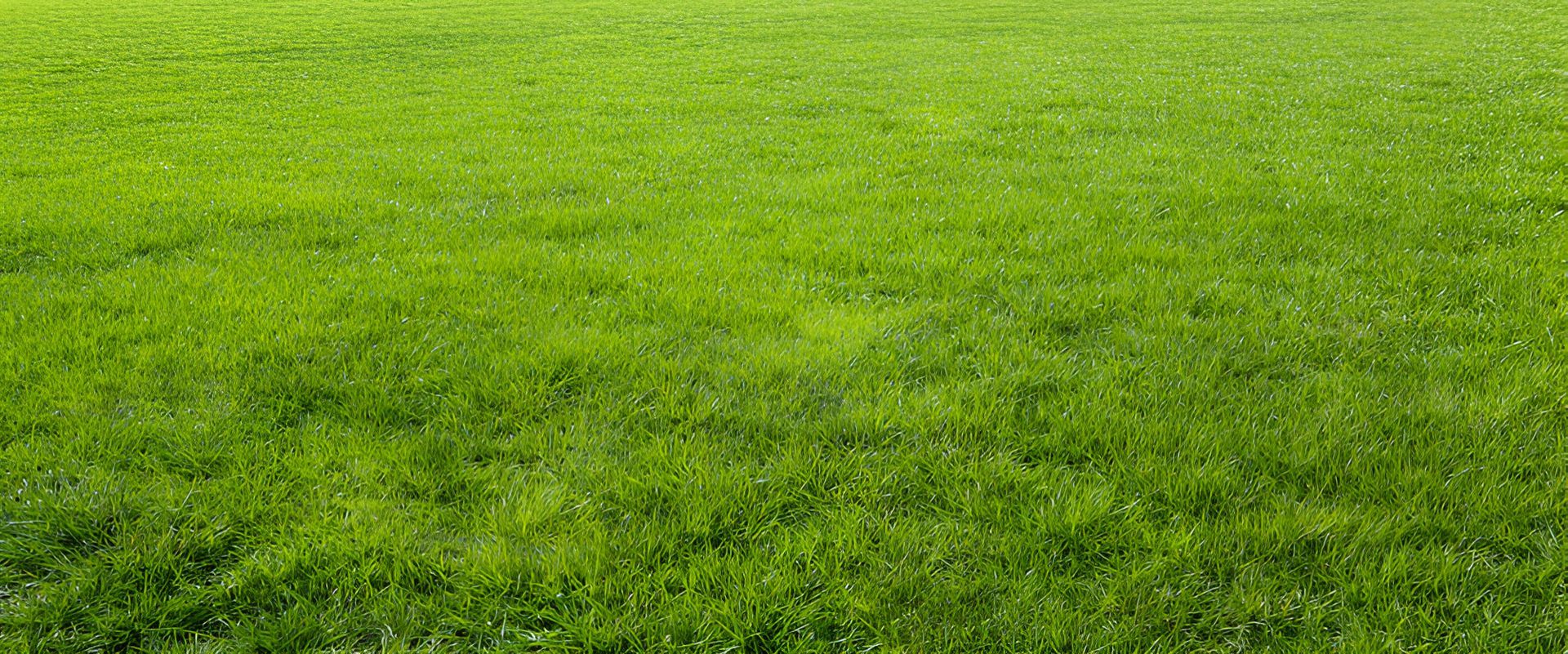 A Vibrant, Green Lawn Filled with Short Healthy Grass Blades — Ballina Turf Farm in Woodburn, NSW