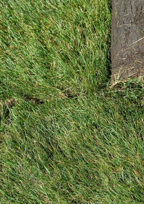 A Close Up of a Lawn With a Tree Trunk in the Background — Ballina Turf Farm in Mullumbimby, NSW