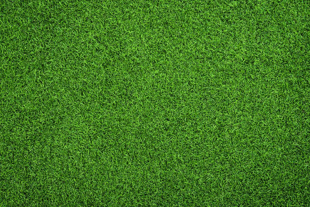 A Close Up of a Lush Green Field of Grass — Ballina Turf Farm in Northern Rivers, NSW