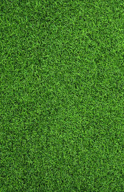 A Close Up of a Lush Green Field of Grass — Ballina Turf Farm in Wardell, NSW