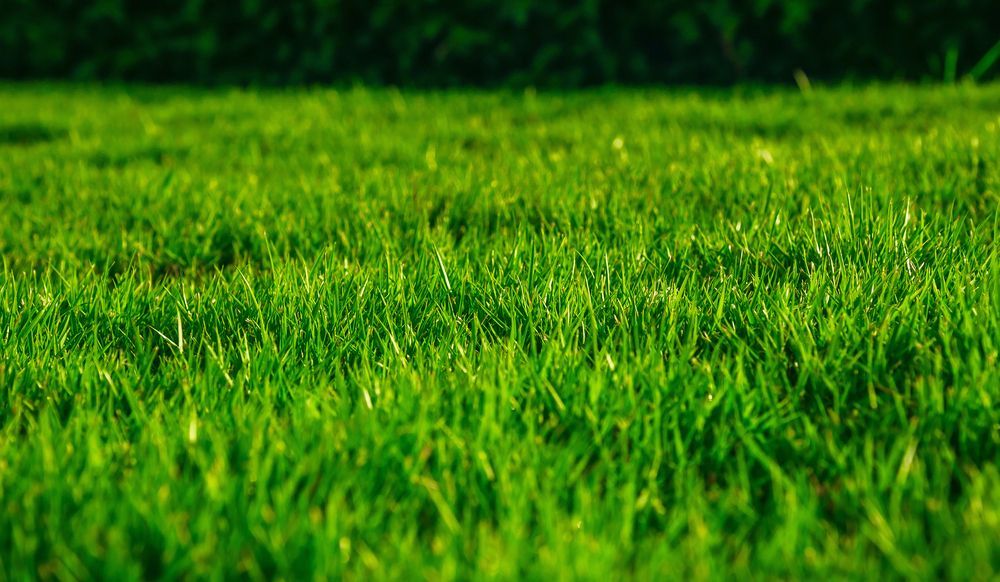 A Tightly Framed View of a Flourishing Green Meadow Filled With Grass — Ballina Turf Farm in Mullumbimby, NSW