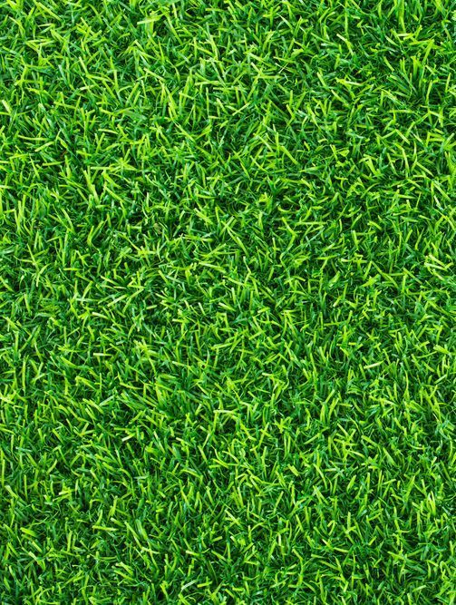 A Close Up of a Lush Green Field of Grass — Ballina Turf Farm in Wardell, NSW