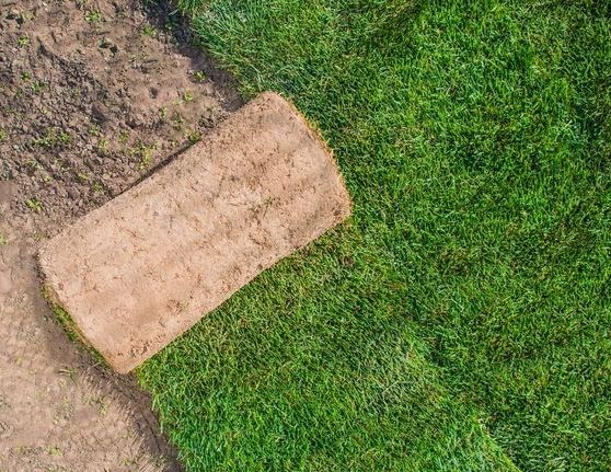 A Roll of Turf is Sitting on Top of a Lush Green Field — Ballina Turf Farm in Northern Rivers, NSW