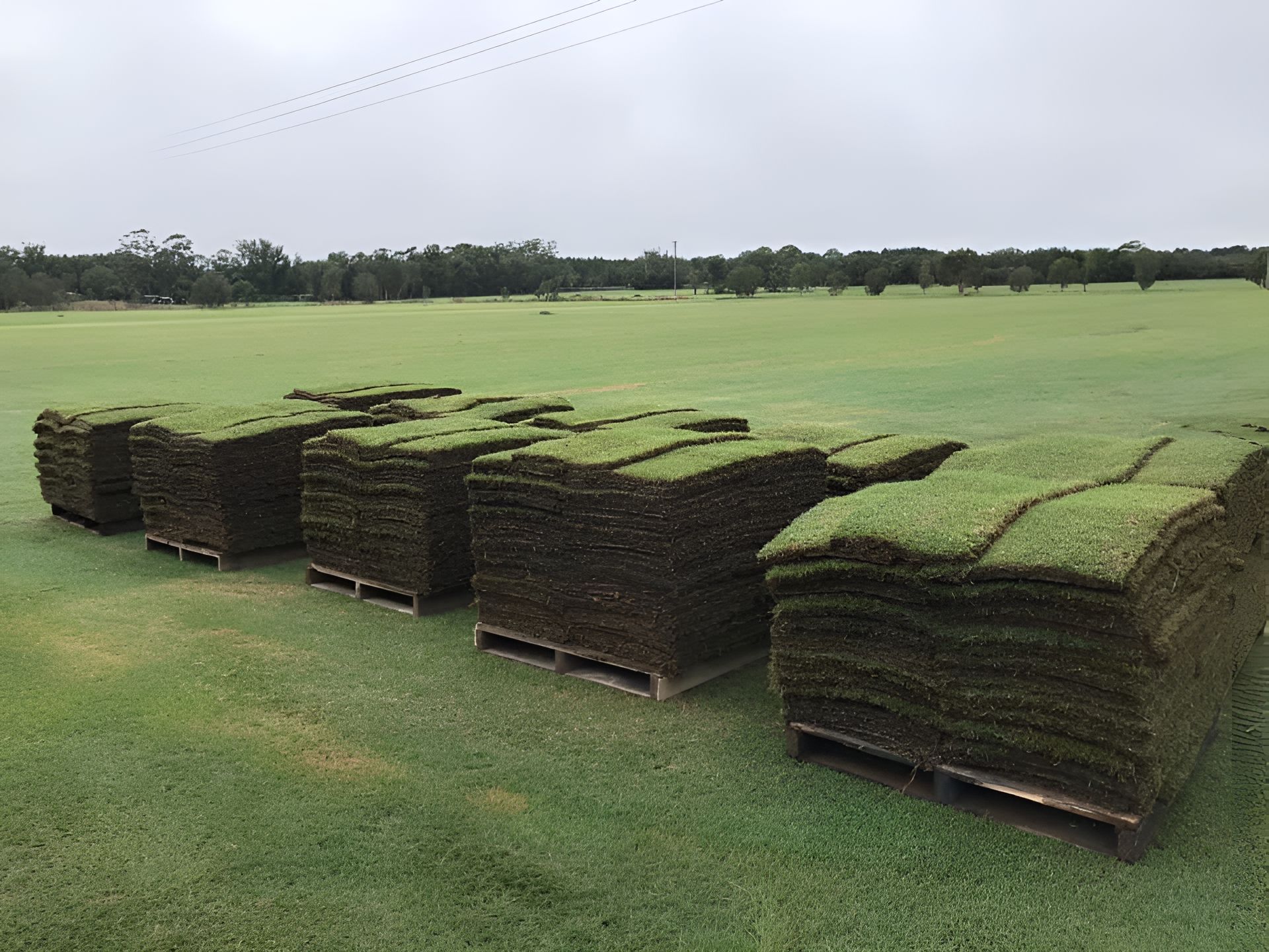 Several Wooden Pallets Stacked with Fresh Rolls of Green Sod Sit on A Grassy Field — Ballina Turf Farm in Iluka, NSW