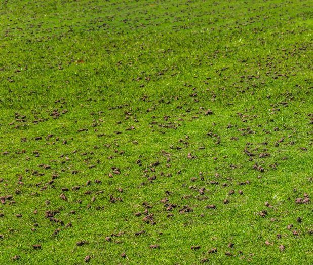 A Green Lawn Scattered with Small, Dark Brown Plugs of Soil — Ballina Turf Farm in Kingscliff, NSW