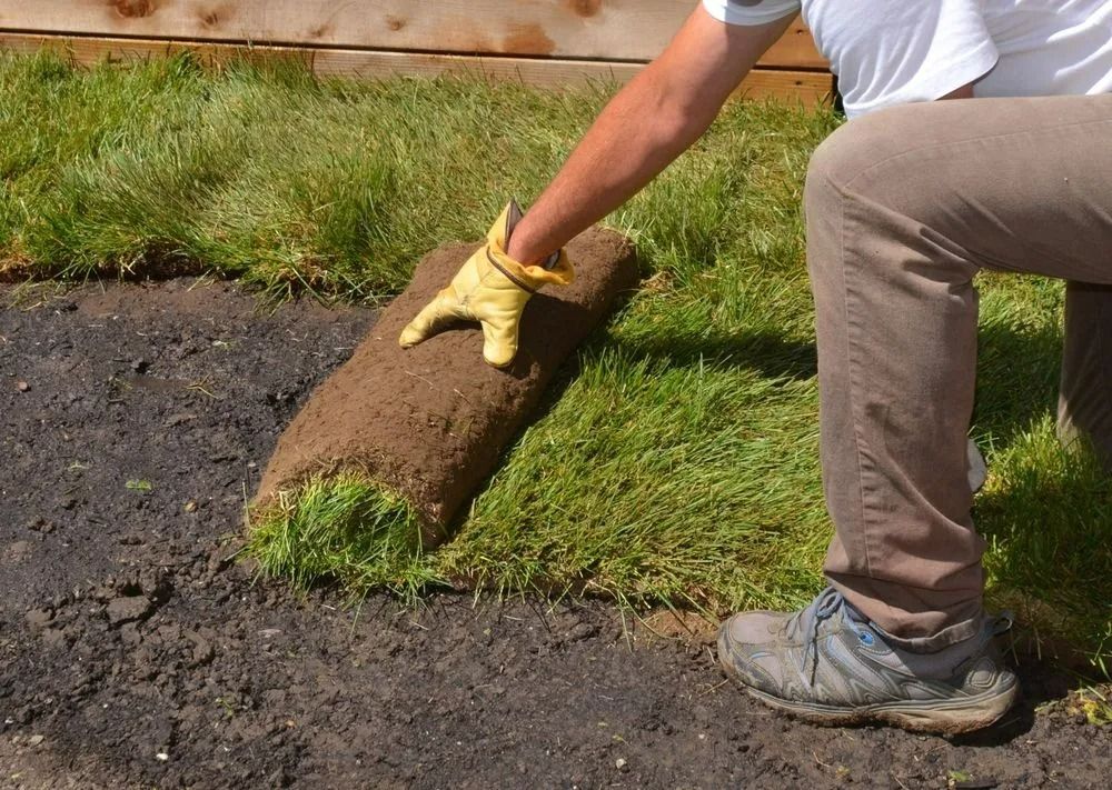 A Person Wearing a Yellow Work Glove Unrolls a Strip of Sod onto Prepared Soil — Ballina Turf Farm in Iluka, NSW