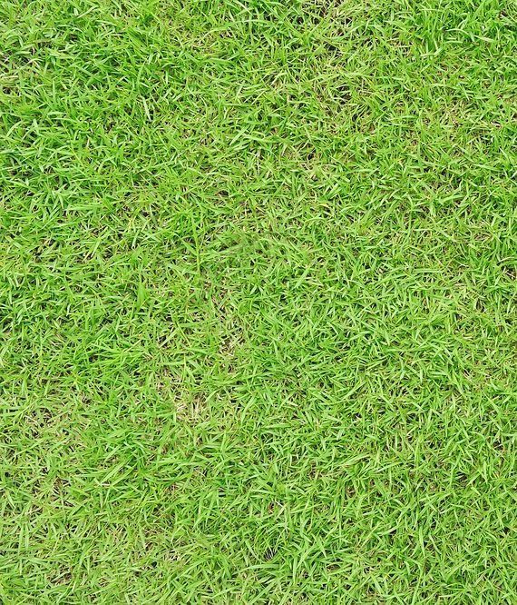 A Close Up View of A Vibrant Green Lawn — Ballina Turf Farm in Murwillumbah, NSW