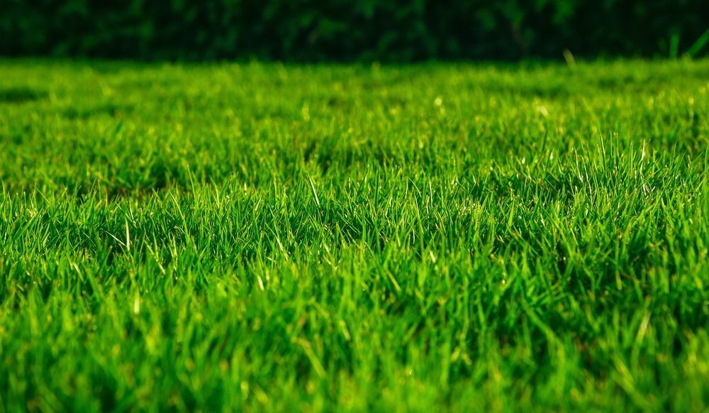 A Close-Up View of A Lush, Vibrant Green Grass Lawn Under Sunlight — Ballina Turf Farm in Tweed Heads, NSW